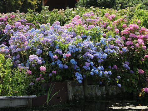 Ballhortensie Endless Summer The Original Blau Hydrangea