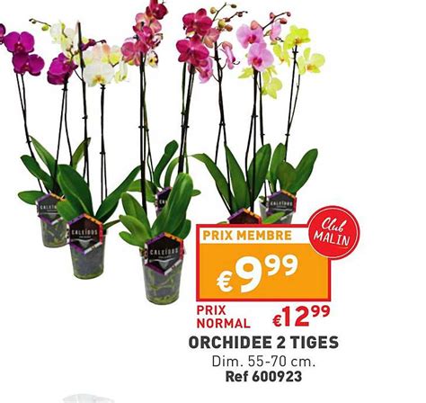 Promo Orchid E Tiges Chez Trafic Icatalogue Fr