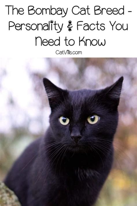 The Bombay Cat - Personality & Facts You Need to Know