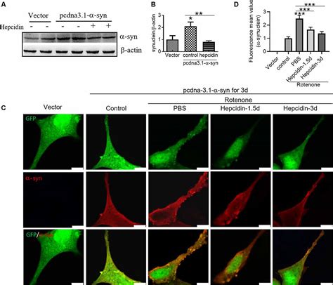 Frontiers Hepcidin Decreases Rotenone Induced α Synuclein