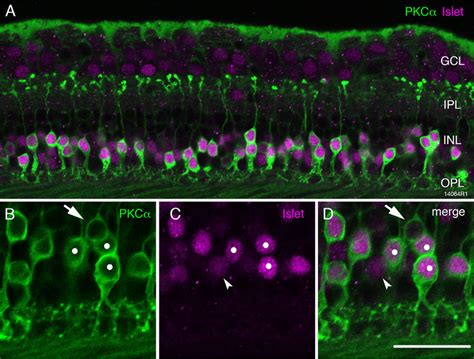 Fluorescence Micrographs Of Islet Positive On Bipolar Cells Confocal