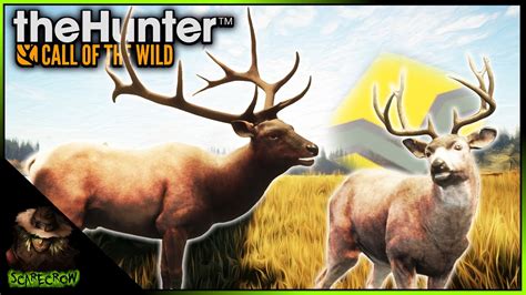 Diamond Roosevelt Elk Vs The Starter Shotgun Plus A Diamond Blacktail