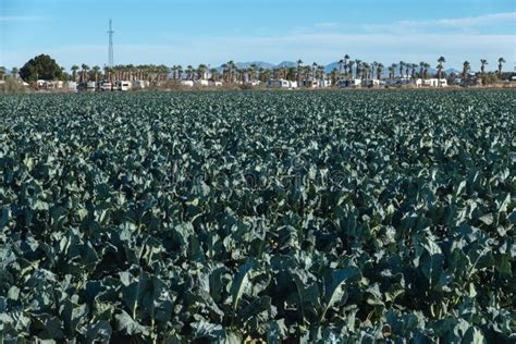 Field Of Broccoli Yuma Arizona Stock Image Image Of Blossoms