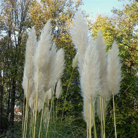 Herbe De La Pampa Cortaderia Selloana Blanc Vente Gyn Rium Argentea