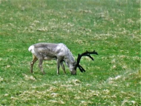 Up to Speed: Reindeer in Iceland