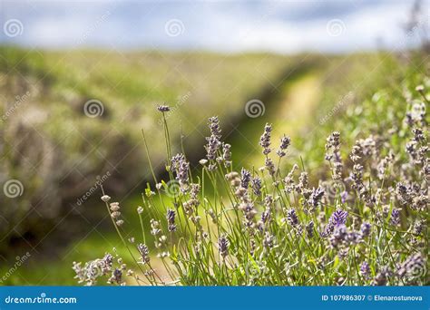 Field of Lavender at Mayfield Lavender Farm on the Surrey Downs Stock ...