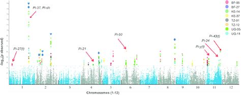 Combined Manhattan Plot Summarizing Genome Wide Association Study