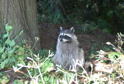 Carnivorous mammals - "Our Planet" Images