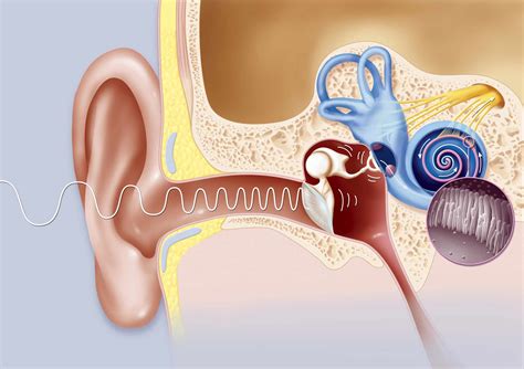 La Anatomía De La Trompa De Eustaquio Medicina Básica