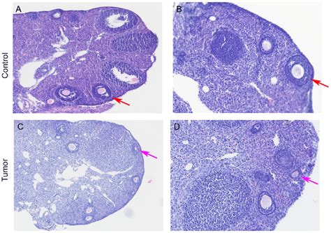 Hematoxylin And Eosin Staining Of Ovarian Tissues Ovary Of The Control