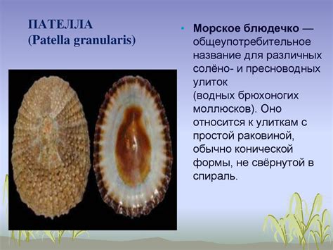 Пателла. Среда обитания - online presentation