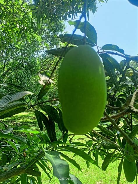 Fresh Green Mango Crate Packaging Size 20 Kg At Rs 32 Kg In Handia