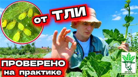 Эффективное средство против тли: проверено на практике! - YouTube