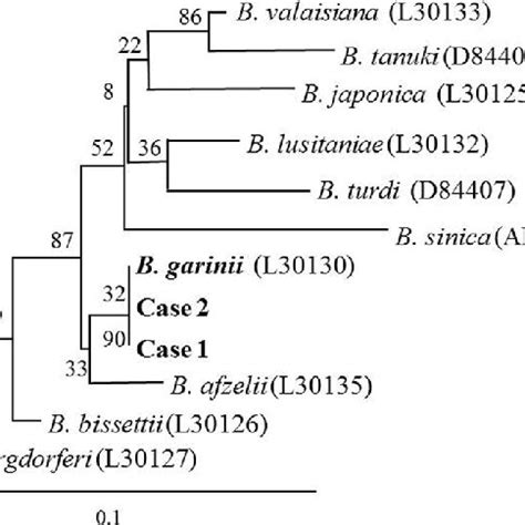 Phylogenetic Tree Of Borrelia Spp Based On Partial Sequences Of The