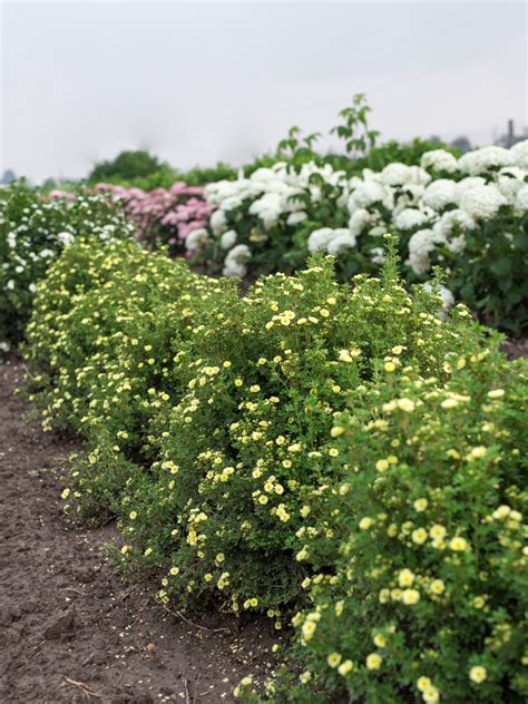 Summer Dawn Potentilla Jeffries Nurseries