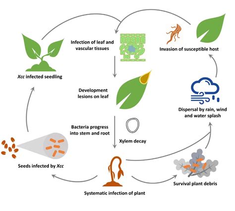 Pathogen Profile Xanthomonas Hortorum Pv Vitians Healthy Hydroponics