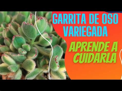 COMO CUIDAR GARRITA DE OSO VARIEGADA COTYLEDON TOMENTOSA VARIEGADA