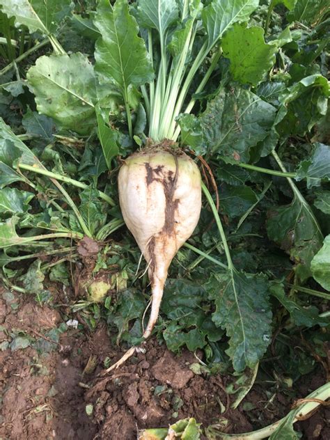 Brick Fodder Beet R M Welch Son