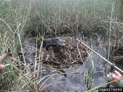 American Alligator - Alligator Mississippiensis | Wildlife Journal Junior