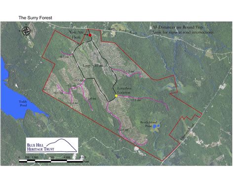 Surry Forest, Surry - Maine by Foot