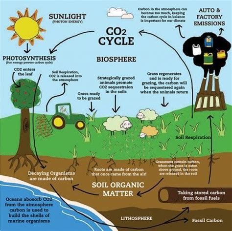 Carbon Sequestration and Storage in Soil