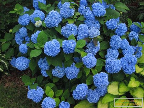 Comment Prendre Soin D Un Hortensia D Un Arbre Photos