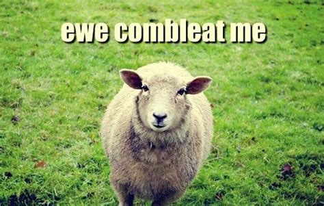 I Feel So Sheepish Funny Animal Memes Sheep Puns Funny Puns