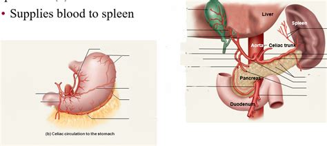 Axial Vasculature Celiac Trunk Right Diagram Quizlet