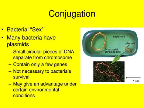 Bacterial Genetics Binary Fission Ppt Download