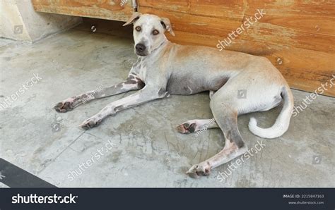 Full Body Kintamani Bali Dog Looking Stock Photo 2215847163 Shutterstock