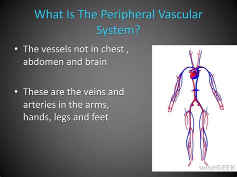 Peripheral Vascular Disease PPT