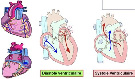 Physiologie Cardiaque Le Cycle Cardiaque Flashcards Quizlet