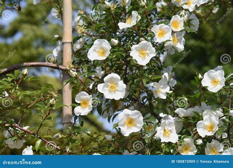 Rosa Laevigata Flowers Stock Image Image Of Branch 180873909