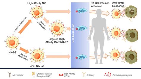 Recent Breakthroughs In Off The Shelf Nk Cells For Cancer Immunotherapy