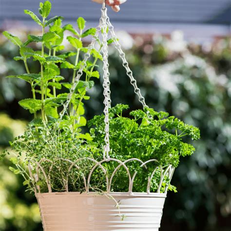 Best Herbs For Hanging Baskets