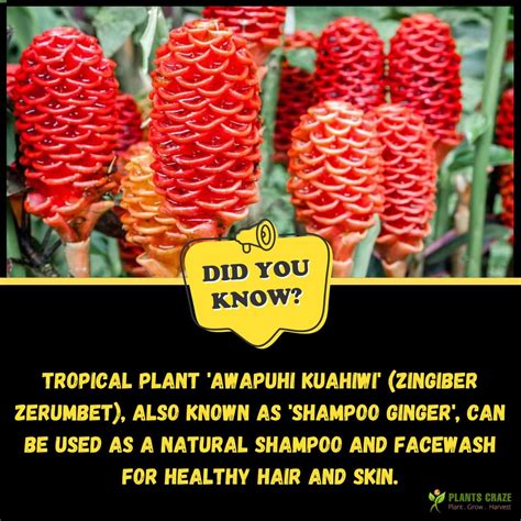 Shampoo Ginger Meaning And Symbolism Ultimate Guide