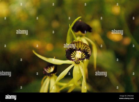 Prosthechea cochleata is the national flower of Belize, where it is ...