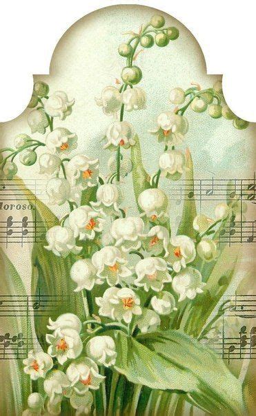 Pin by Валентина W on Ландыши Lily of the valley Lily of the valley