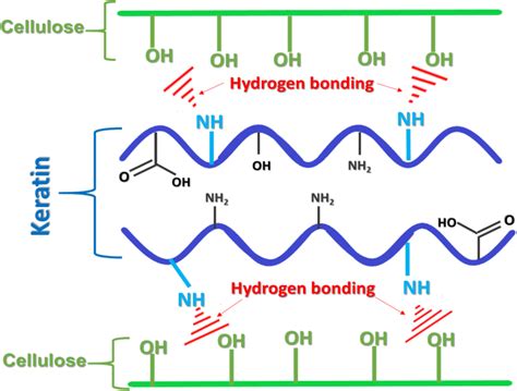 Schematic Illustration Of The Keratin And Cellulose Interaction