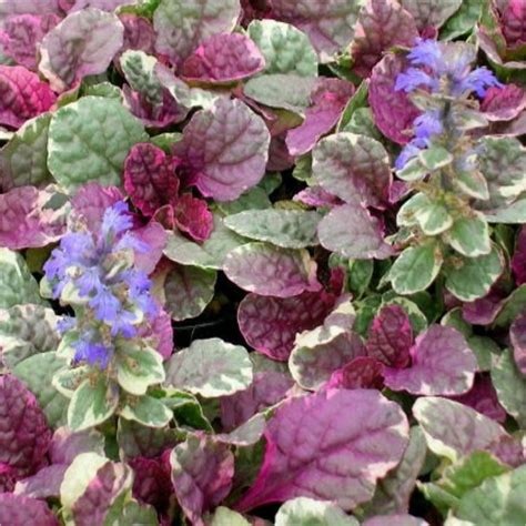 Plante Perene Vinerita Ajuga Reptans Burgundy Glow Pepinie