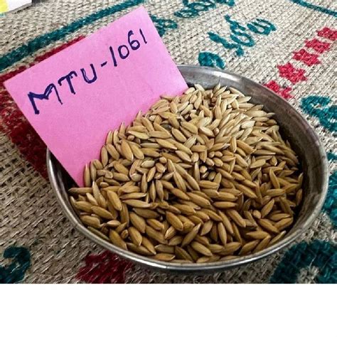 Dried Brown Mtu Paddy Seed For Agriculture Packaging Type Loose