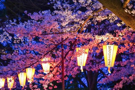 東京櫻花 上野恩賜公園櫻花季 東京櫻花景點 人氣賞櫻名所 上野公園櫻花祭典 白天與夜晚都有櫻花可以欣賞 東京地鐵 上野站 內文有交通資訊與優惠