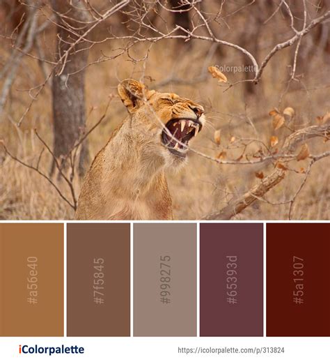 Color Palette Ideas From Wildlife Mammal Fauna Image Icolorpalette