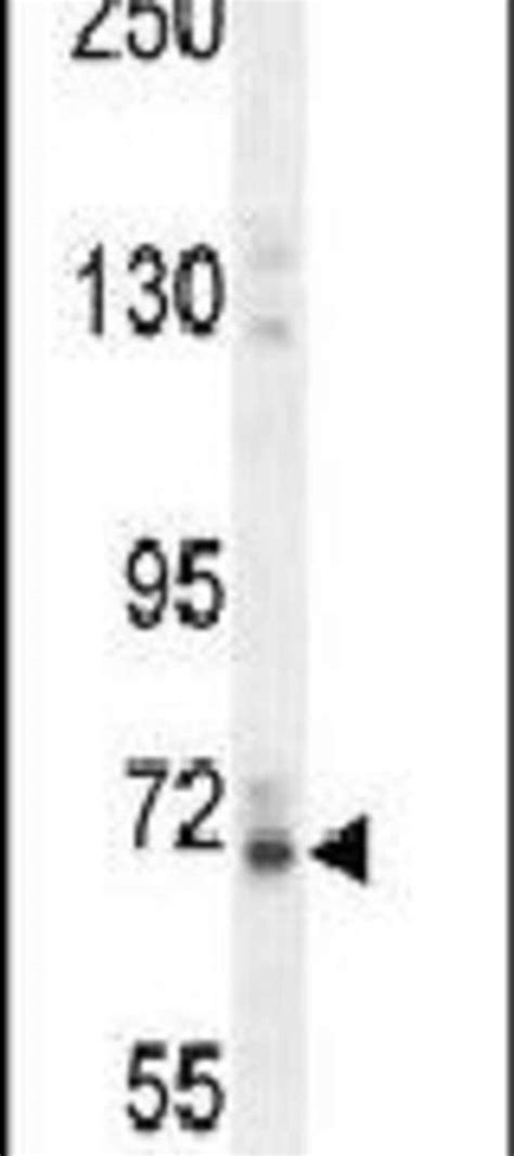 Vitrin Polyclonal Antibody Invitrogen 400 μL Unconjugated Antibodies