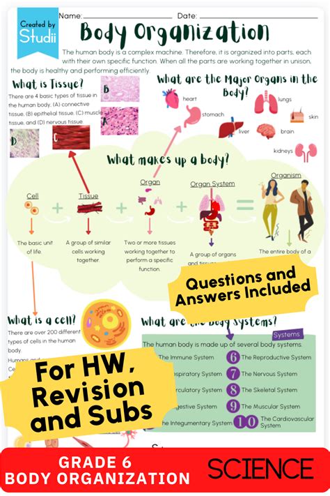 Grade 6 Body Organization Worksheet