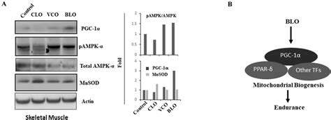 A Western Blots Showing The Activation Of Ampk Pgc Signalling In The