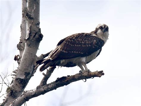 Birds Of Prey Raptors Nature Wildlife Of Southern Ontario