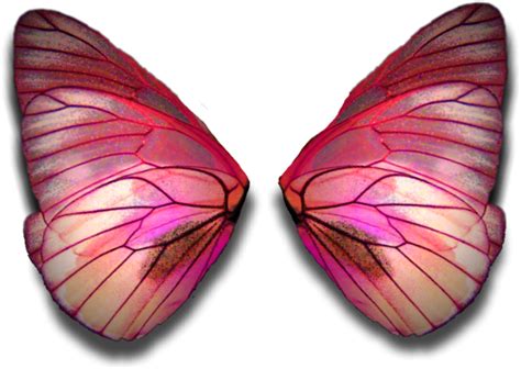 Download Vibrant Moth Wings | Wallpapers.com