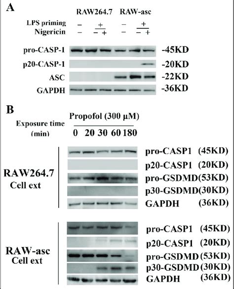 ASC Mediates Propofol Induced Pyroptosis A Processing Of Caspase 1 In