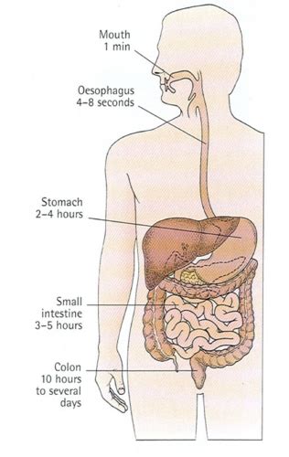 Anatomie Du Syst Me Digestif Karteikarten Quizlet